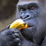 Voluntário Animal